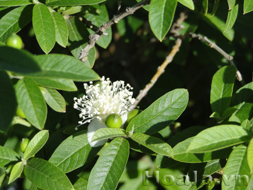 Hoa ổi du dàng tinh khôi | hoala.vn