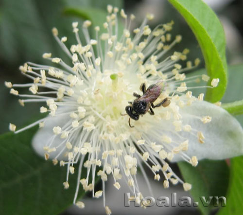 Hoa ổi du dàng tinh khôi | hoala.vn
