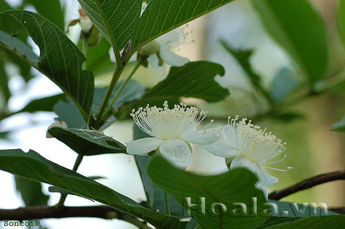 Hoa ổi du dàng tinh khôi | hoala.vn