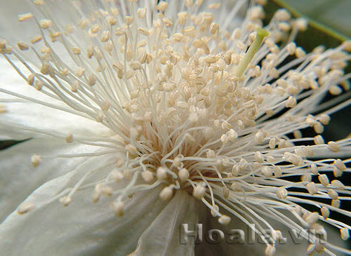 Hoa ổi du dàng tinh khôi | hoala.vn