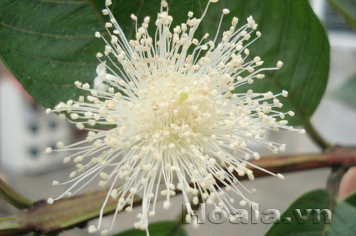 Hoa ổi du dàng tinh khôi | hoala.vn