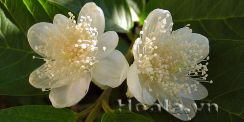 Hoa ổi du dàng tinh khôi | hoala.vn