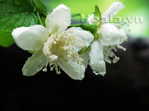 Hoa ổi du dàng tinh khôi | hoala.vn