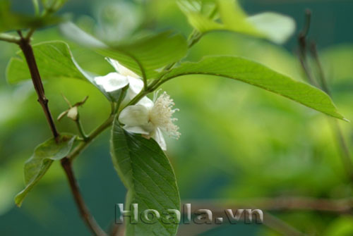 Hoa ổi du dàng tinh khôi | hoala.vn