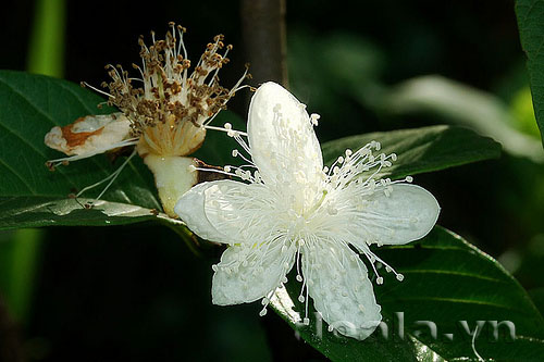 Hoa ổi du dàng tinh khôi | hoala.vn