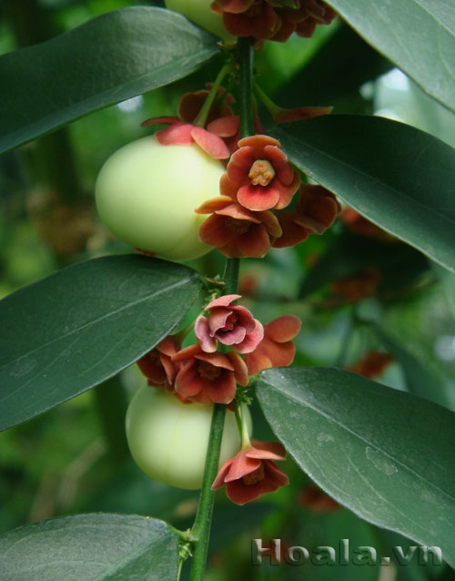 hoa_rau_ngot_1 Lạ lạ xinh xinh hoa rau ngót | hoala.vn