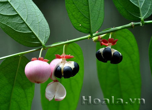 hoa_rau_ngot_3 Lạ lạ xinh xinh hoa rau ngót | hoala.vn