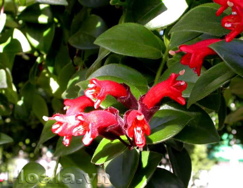 hoa_son_moi_1 | hoala.vn