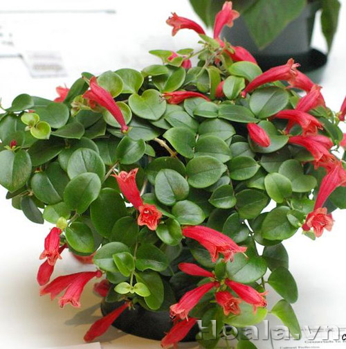 hoa_son_moi_10 | hoala.vn