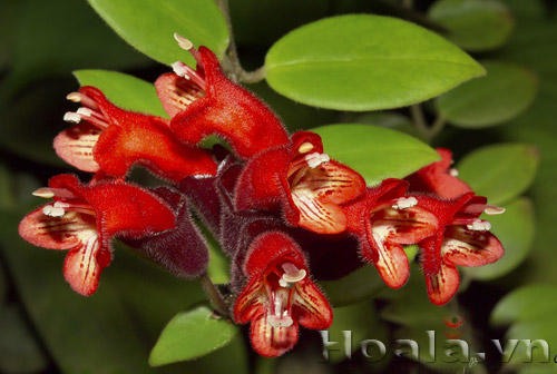 hoa_son_moi_11 | hoala.vn