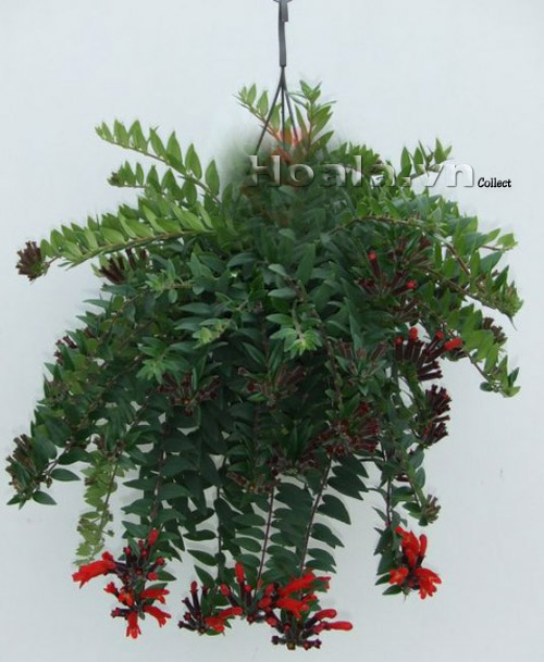 hoa_son_moi_12 | hoala.vn