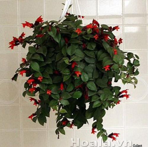 hoa_son_moi_13 | hoala.vn