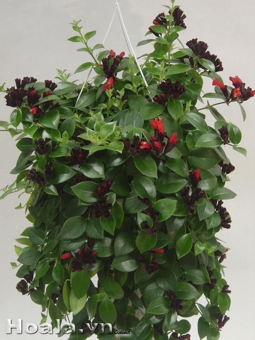 hoa_son_moi_14 | hoala.vn