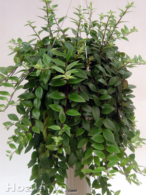 hoa_son_moi_15 | hoala.vn