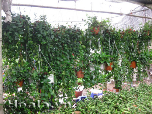 hoa_son_moi_2 | hoala.vn