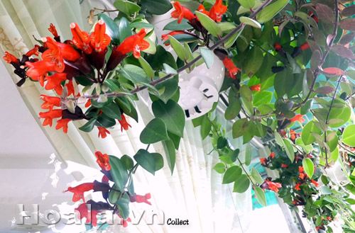 hoa_son_moi_3 | hoala.vn