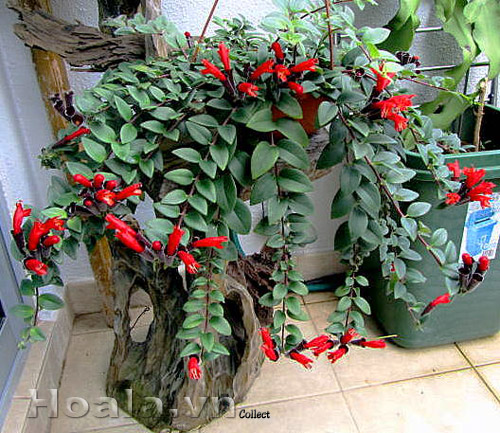 hoa_son_moi_4 | hoala.vn