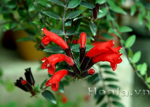 hoa_son_moi_5 | hoala.vn