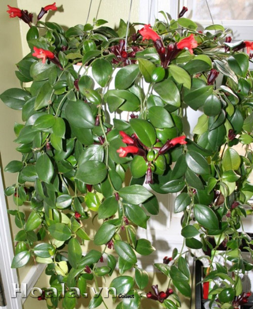 hoa_son_moi_6 | hoala.vn