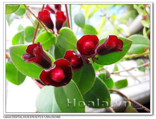 hoa_son_moi_7 | hoala.vn