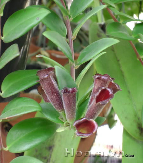 hoa_son_moi_8 | hoala.vn