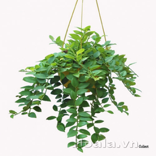 hoa_son_moi_9| hoala.vn