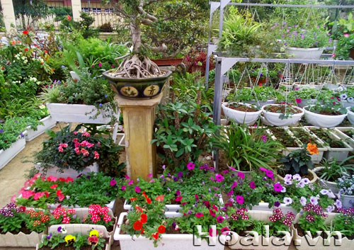 shop_hoa_2 | hoala.vn