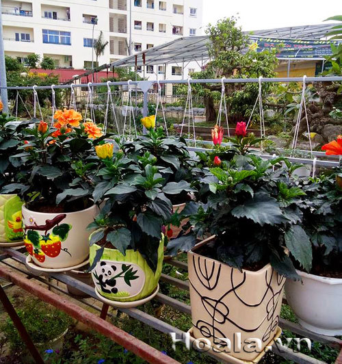 Shop_hoa_3| hoala.vn
