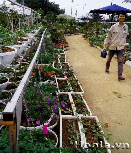 shop_hoa | hoala.vn