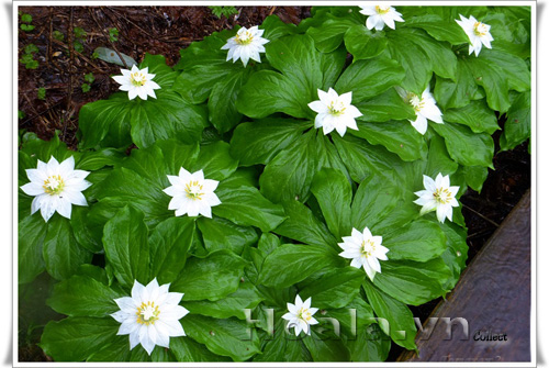 hoa_trong_hoa_1 hoa_trong_hoa_1|hoala.vn