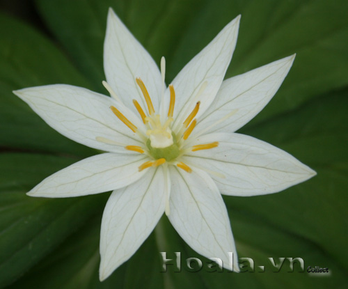 hoa_trong_hoa_10 hoa_trong_hoa_10|hoala.vn