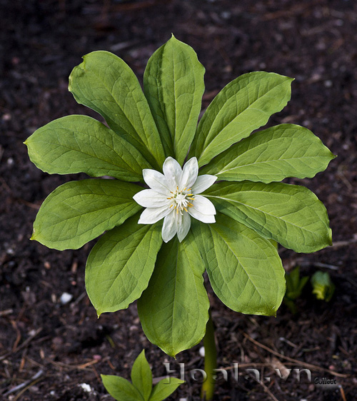 hoa_trong_hoa_11 hoa_trong_hoa_11|hoala.vn