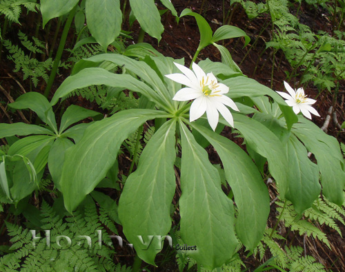 hoa_trong_hoa_4 hoa_trong_hoa_4|hoala.vn