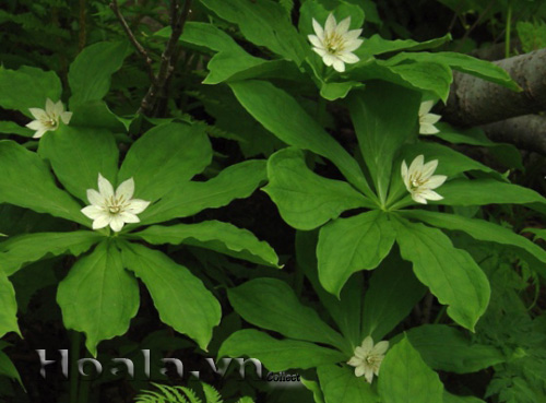 hoa_trong_hoa_6 hoa_trong_hoa_6|hoala.vn