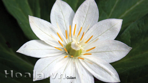 hoa_trong_hoa_8 hoa_trong_hoa_8|hoala.vn