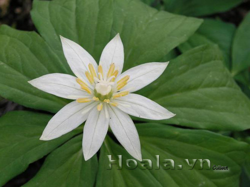 hoa_trong_hoa_9 hoa_trong_hoa_9|hoala.vn