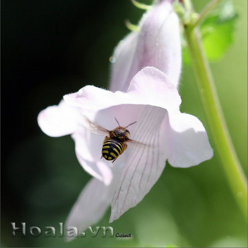 hoa_vung_10 Hoa vừng dịu dàng chân phương | hoala.vn