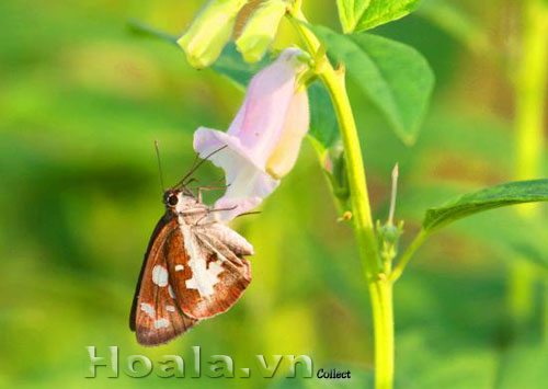 hoa_vung_12 Hoa vừng dịu dàng chân phương | hoala.vn
