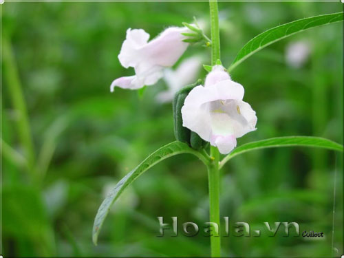 hoa_vung_2 Hoa vừng dịu dàng chân phương | hoala.vn