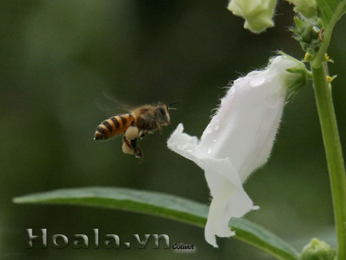 hoa_vung_3 Hoa vừng dịu dàng chân phương | hoala.vn