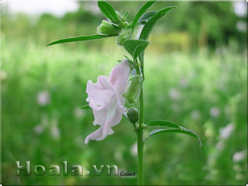 hoa_vung_4 Hoa vừng dịu dàng chân phương | hoala.vn