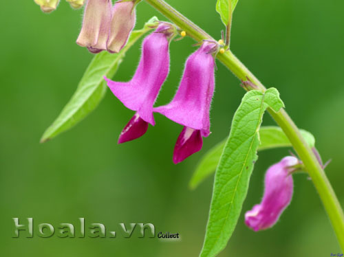 hoa_vung_7 Hoa vừng dịu dàng chân phương | hoala.vn