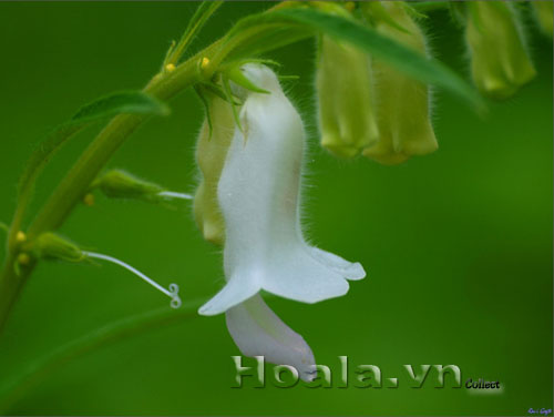 hoa_vung_8 Hoa vừng dịu dàng chân phương | hoala.vn