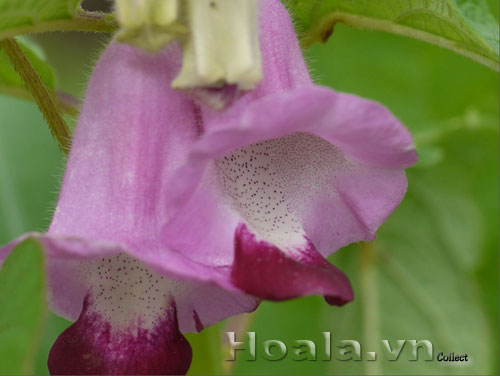 hoa_vung_9 Hoa vừng dịu dàng chân phương | hoala.vn
