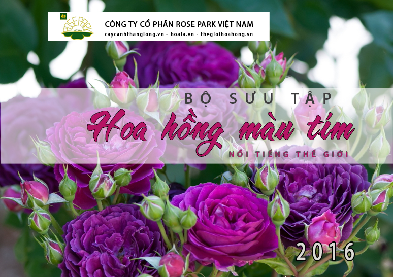 bst hoa hong leo mau tim
