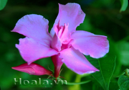 hong_anh_10 Hoa hồng anh quyến rũ mê say | hoala.vn