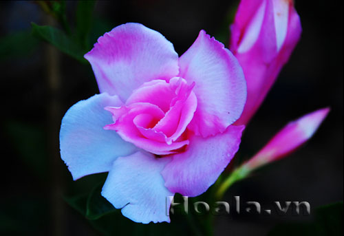 hong_anh_11 Hoa hồng anh quyến rũ mê say | hoala.vn