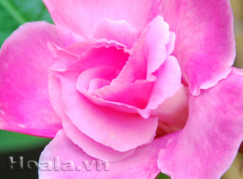 hong_anh_13 Hoa hồng anh quyến rũ mê say | hoala.vn