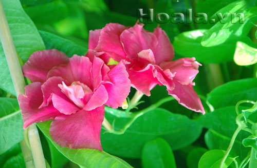 hong_anh_14 Hoa hồng anh quyến rũ mê say | hoala.vn
