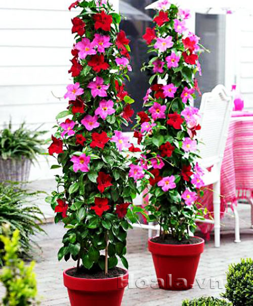 hong_anh_3 Hoa hồng anh quyến rũ mê say | hoala.vn